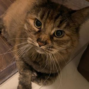 Meet your Posher, Bella